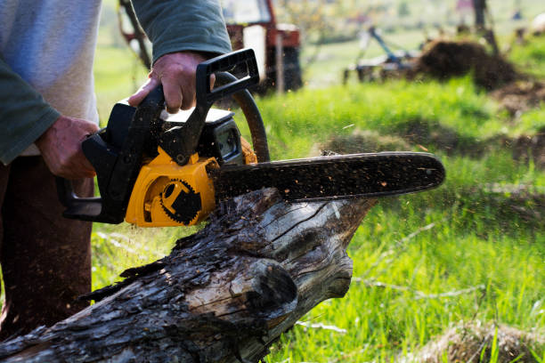 Best Lawn Disease Treatment  in Foley, AL