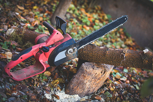 Best Root Management and Removal  in Foley, AL